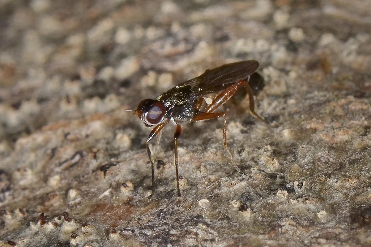 Megamerinidae: Megamerina dolium